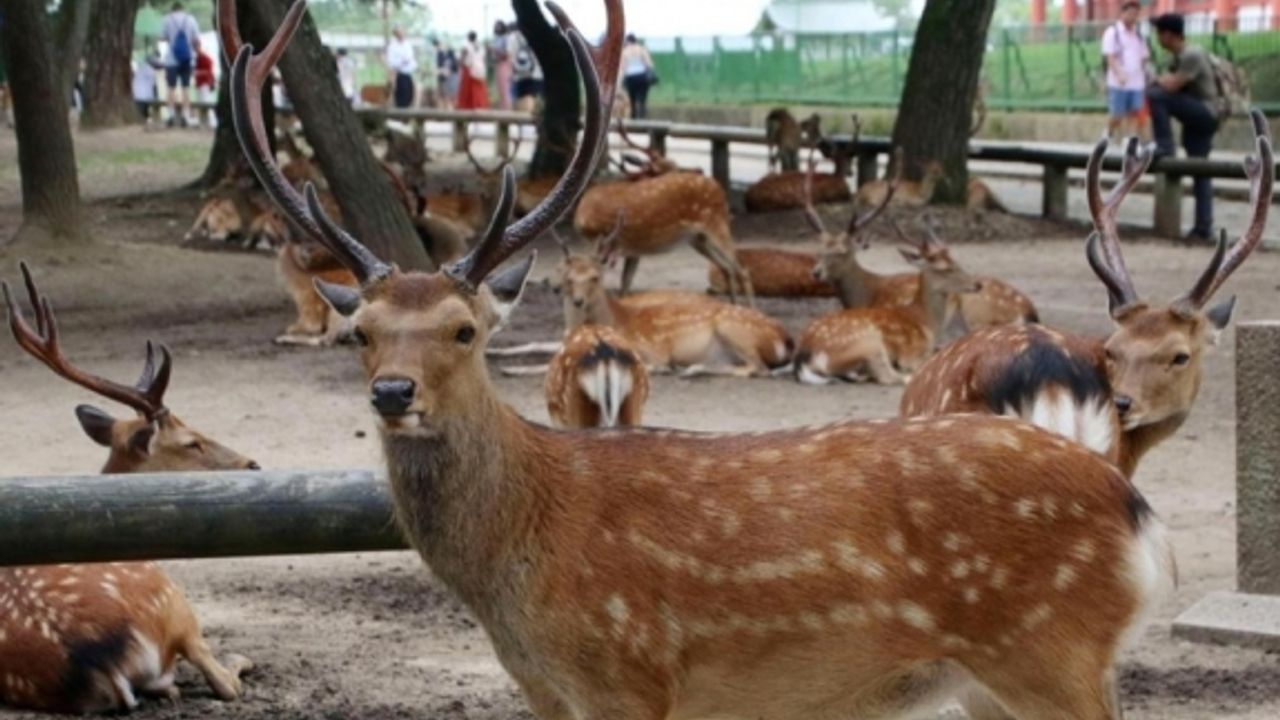 Koruma altındaki geyiği öldürdü, 10 ay ceza aldı!