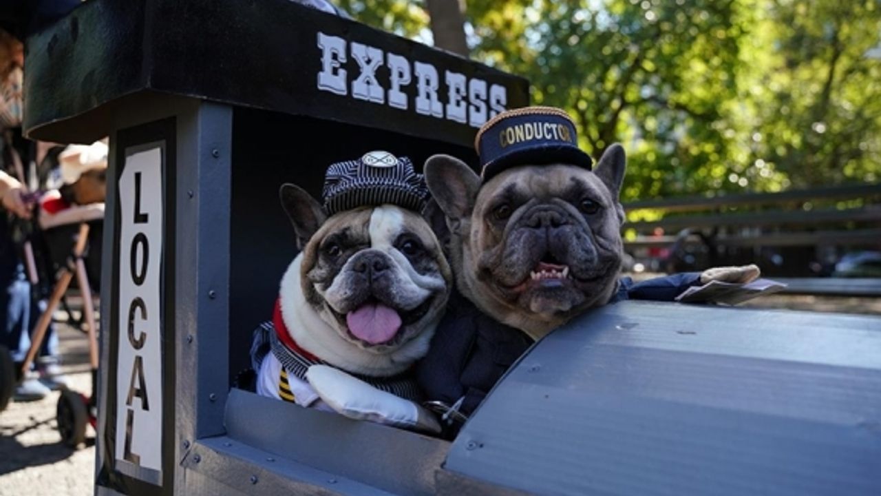 New York'ta köpekler "Cadılar Bayramı"nın en iyisi olmak için yarıştı