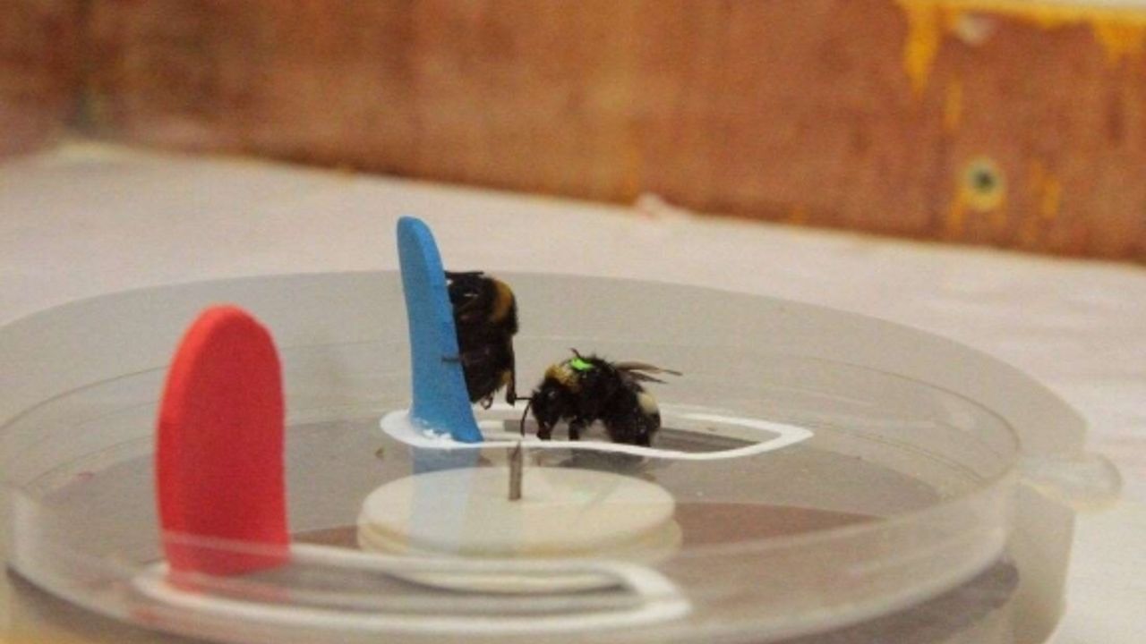 Yaban arıları, deneyimli arıları izleyerek bulmaca çözmeyi öğreniyor