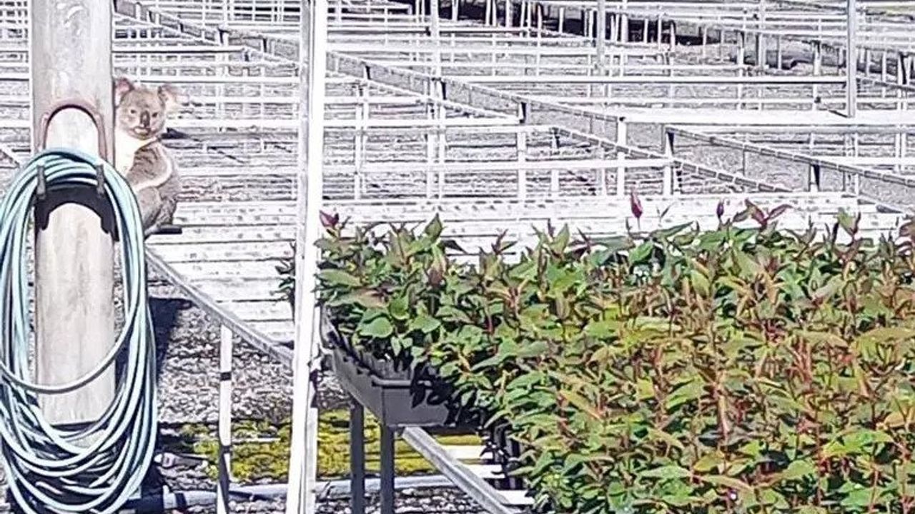 4 bin dolarlık fideleri yiyen 'koala' iş üstünde yakalandı