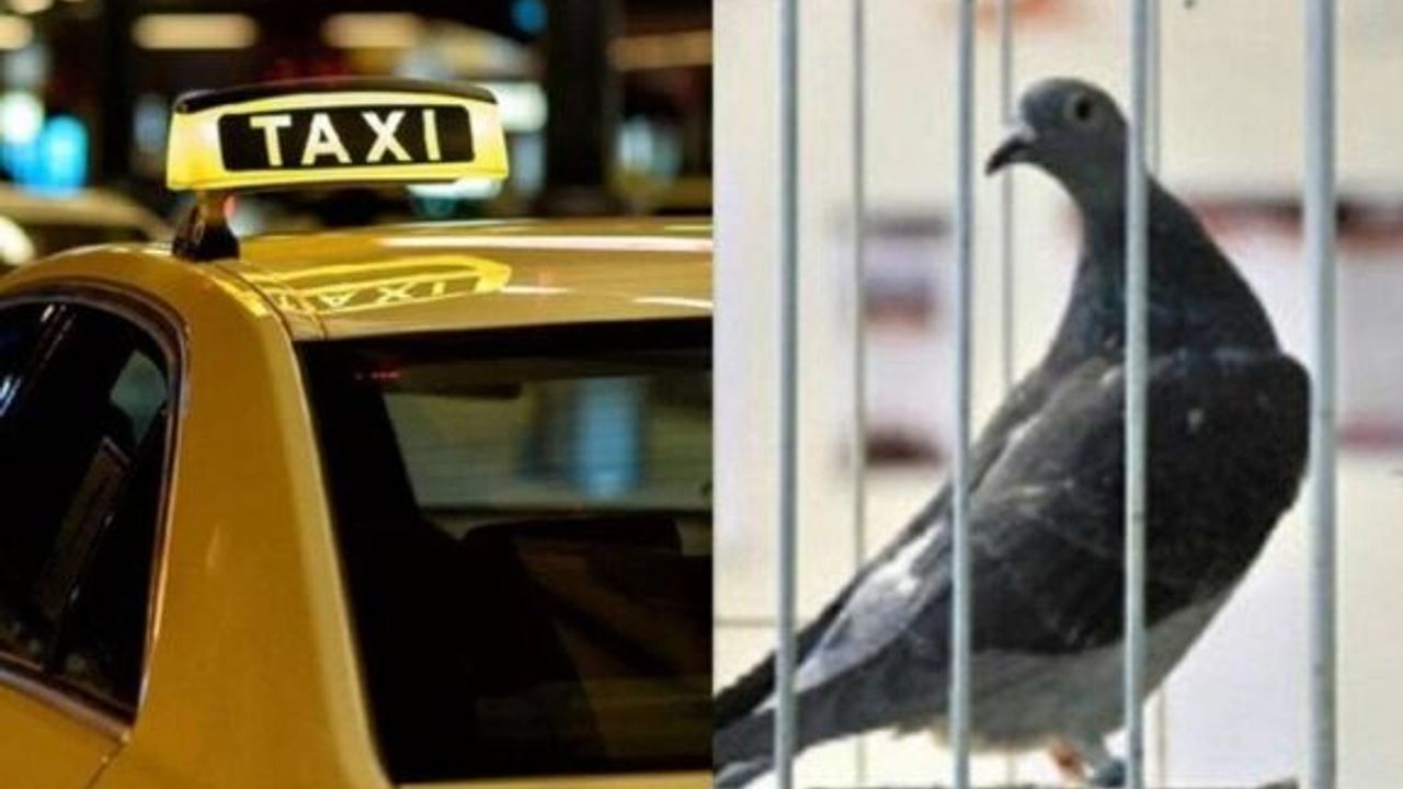 Tokyo'da "öfkelenen" taksi şoförü, güvercini kasten ezip öldürmekten tutuklandı