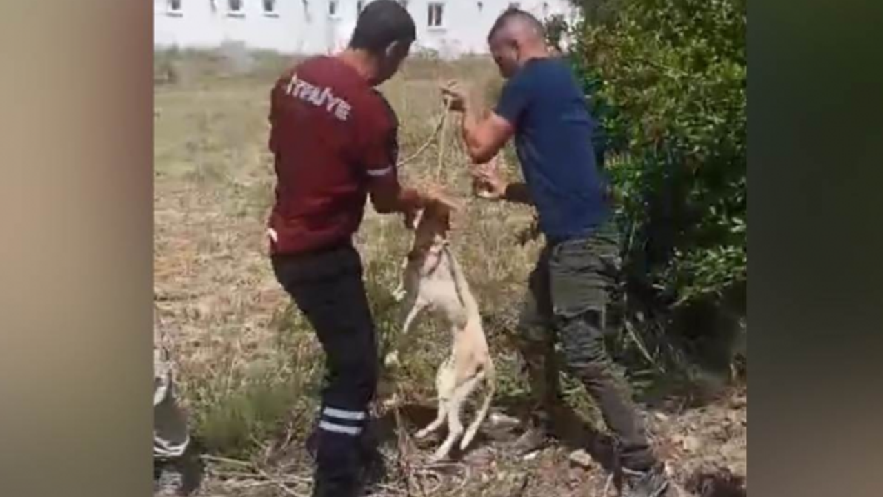 Kuyuya düşen köpek itfaiye ekipleri tarafından kurtarıldı...