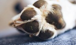 Hayvana Şiddete Geçit Yok! Köpeği Atan Cani Yargıda!