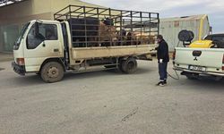 LTB, şap hastalığına karşı tüm tedbirleri hayata geçiriyor