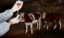 Tarım Bakanlığı: Şap hastalığı salgını teyit edildi, acil eylem planı yürürlükte