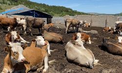 TDP Tarım ve Hayvancılık Komitesi: 'Şap hastalığı ciddi bir tehdit oluşturuyor'