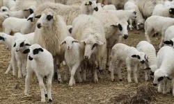 DÜÇ'ten kasaplık hayvan satışı: