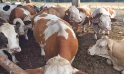 Güney Kıbrıs'ta şap alarmı: Tüm hayvancılık işletmeleri karantinada