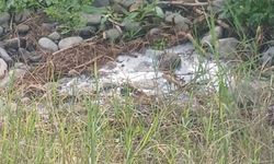 Lefke Çevre ve Ekoloji Derneği: 'Gemikonağı Deresi'ni kaplayan foseptik kirliliği üç aydır olduğu gibi duruyor'