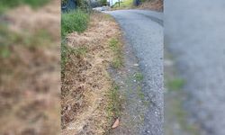 Lefke Çevre ve Ekoloji Derneği, ot kurutma ilaçlarının kullanılmasına tepki gösterdi