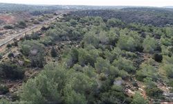 62 Kuruluştan Ortak Tepki: 3 Bin 500 Dönüm Orman Arazisinin Devrine Ret