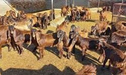Devlet Üretme Çiftliği oğlak keçi ve teke satışı yapacak