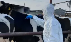 Rum hayvancılar şap hastalığı nedeniyle itlaflara tepkili: Tarım Bakanı'nın istifası istendi