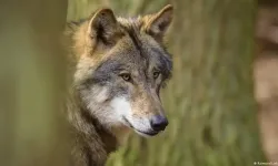 1998'den beri ilk kez: Almanya'da bir kurt bir kadını ısırdı