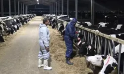 Güney Kıbrıs'ta bir mandırada daha şap tespit edildi