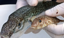 HP Balon Balığının büyük tehlike arz ettiğini söyledi