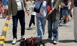 Alagadi'de evcil hayvanlar için festival düzenlendi