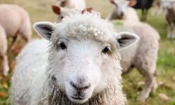 Çiçek hastalığı tazminat ödemeleri yapıldı