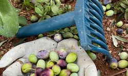 Lefkoşa'da zeytin hasadı 4 Eylül'de başlayacak