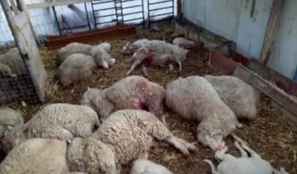 Gazimağusa’da mezbaha dışında izinsiz kuzu kesen bir kişi tutuklandı