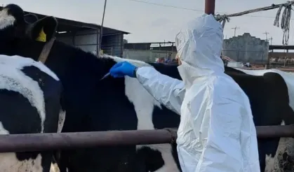 Rum hayvancılar şap hastalığı nedeniyle itlaflara tepkili: Tarım Bakanı'nın istifası istendi