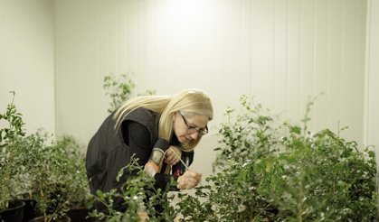 Asya turunçgil psillidine karşı biyolojik mücadele sürüyor