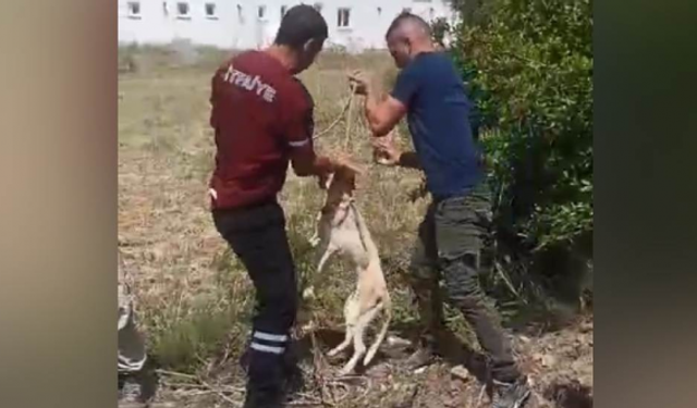 Kuyuya düşen köpek itfaiye ekipleri tarafından kurtarıldı...