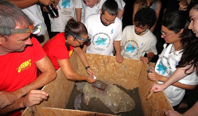 Caretta Caretta kaplumbağalarına uydu vericisi takıldı