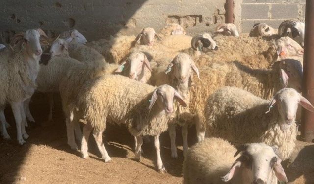 Devlet Üretme Çiftliği'nde kasaplık hayvan satışı