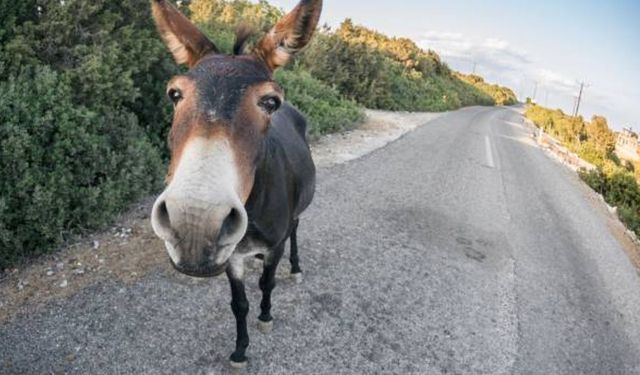 Karpaz Koruma Derneği, Karpaz eşekleri ile ilgili çözüm önerisinde bulundu