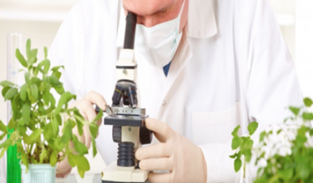 Yerli domates, kabak ve çarli biberde tavsiye dışı bitki koruma ürünü...