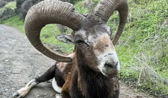 Yeşilırmak'ta bulunan yaşlı muflon yaşam mücadelesi veriyor