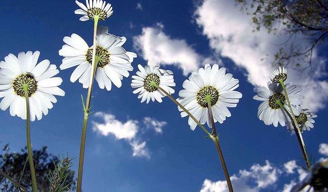 Cemre düşüyor, bahar yaklaşıyor