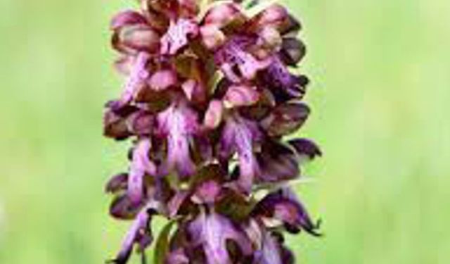 '14. Geleneksel Orkide Vadisi Gözlem Yürüyüşü' pazar günü yapılacak