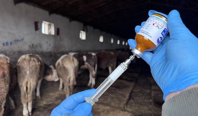 Kıbrıs Türk ve Rum siyasi partilerden şap hastalığıyla ilgili ortak mesaj