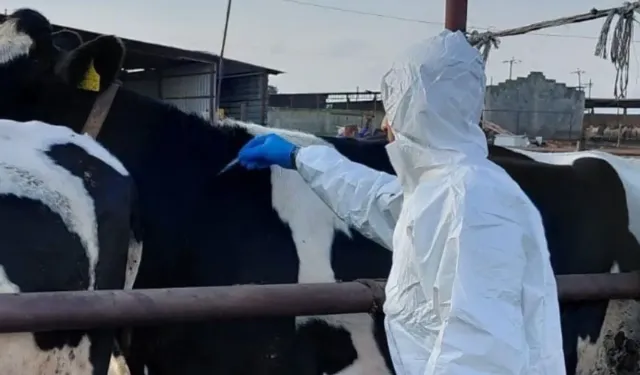 Rum hayvancılar şap hastalığı nedeniyle itlaflara tepkili: Tarım Bakanı'nın istifası istendi