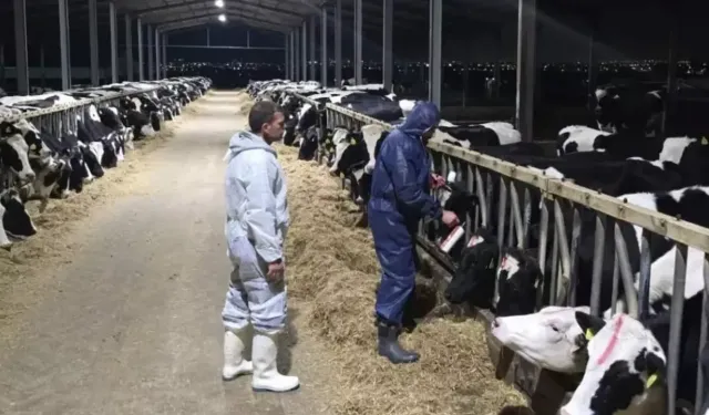 Güney Kıbrıs'ta bir mandırada daha şap tespit edildi
