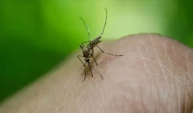 Güney Kıbrıs'ta Batı Nil virüsü vakalarında artış