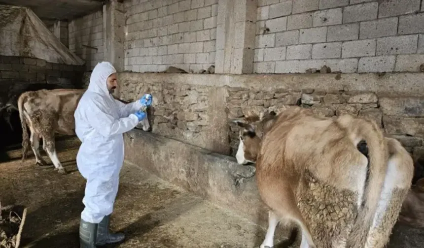 Hayvan Üreticileri Birliği'nden Şap Hastalığı Uyarısı: 'Her Üretici Kendi Çiftliğinden Sorumlu'