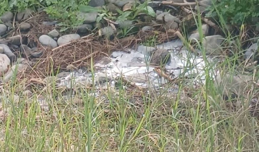 Lefke Çevre ve Ekoloji Derneği: 'Gemikonağı Deresi'ni kaplayan foseptik kirliliği üç aydır olduğu gibi duruyor'