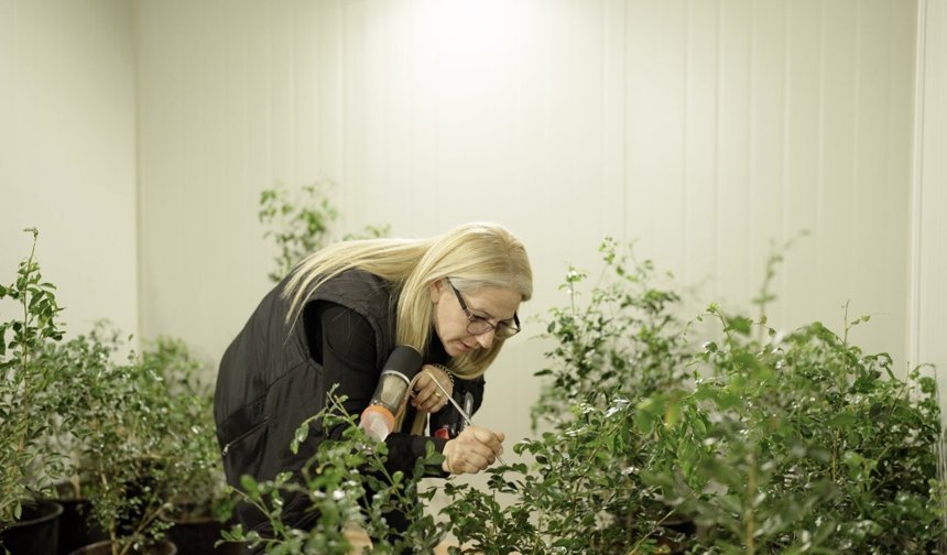 Asya turunçgil psillidine karşı biyolojik mücadele sürüyor
