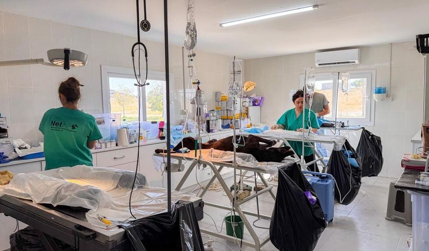 Gazimağusa'da 317 sokak hayvanı kısırlaştırıldı