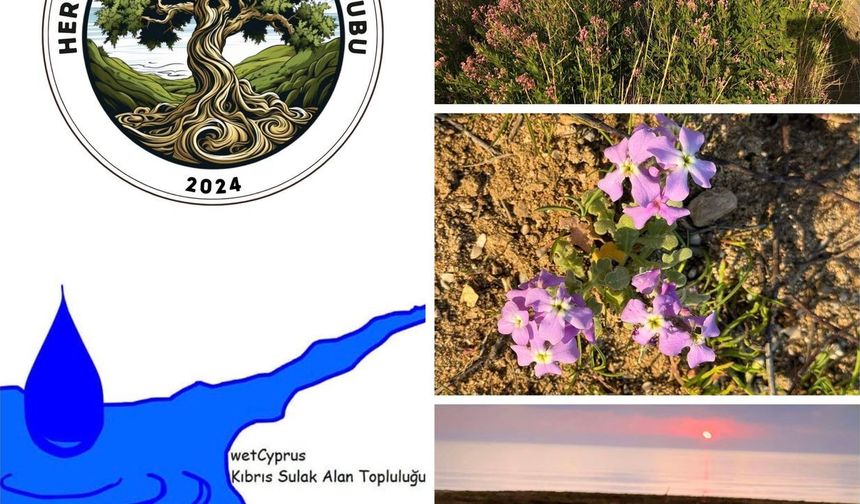 Yeniboğaziçi Salamis Sulak Alanı'nda temizlik yapılacak