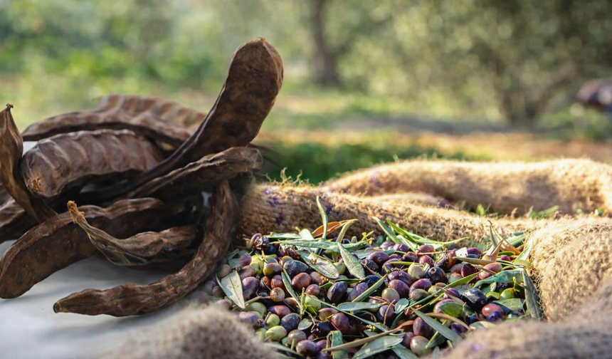 Güzelyurt'ta zeytin ve harup hasat tarihleri belirlendi