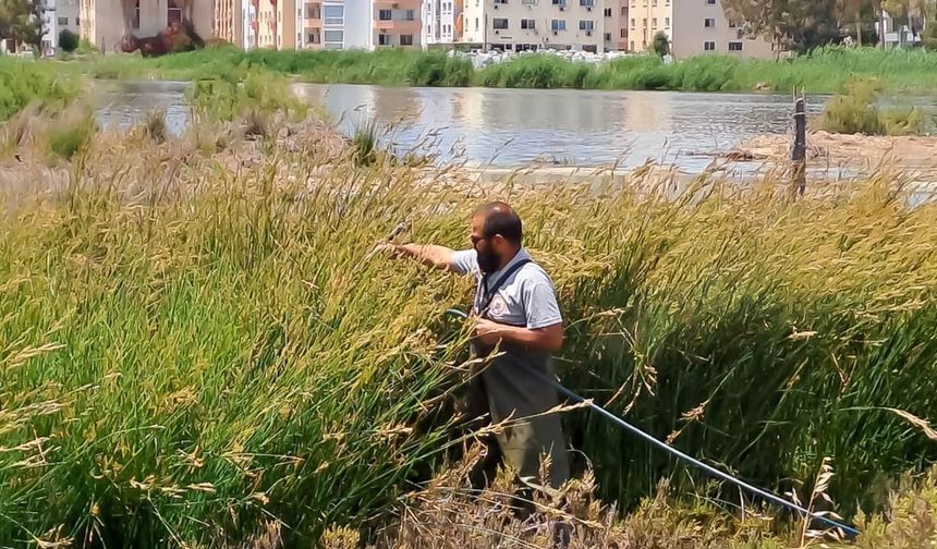 Gazimağusa Belediyesi, Batı Nil virüsüne karşı mücadeleyi yoğunlaştırdı