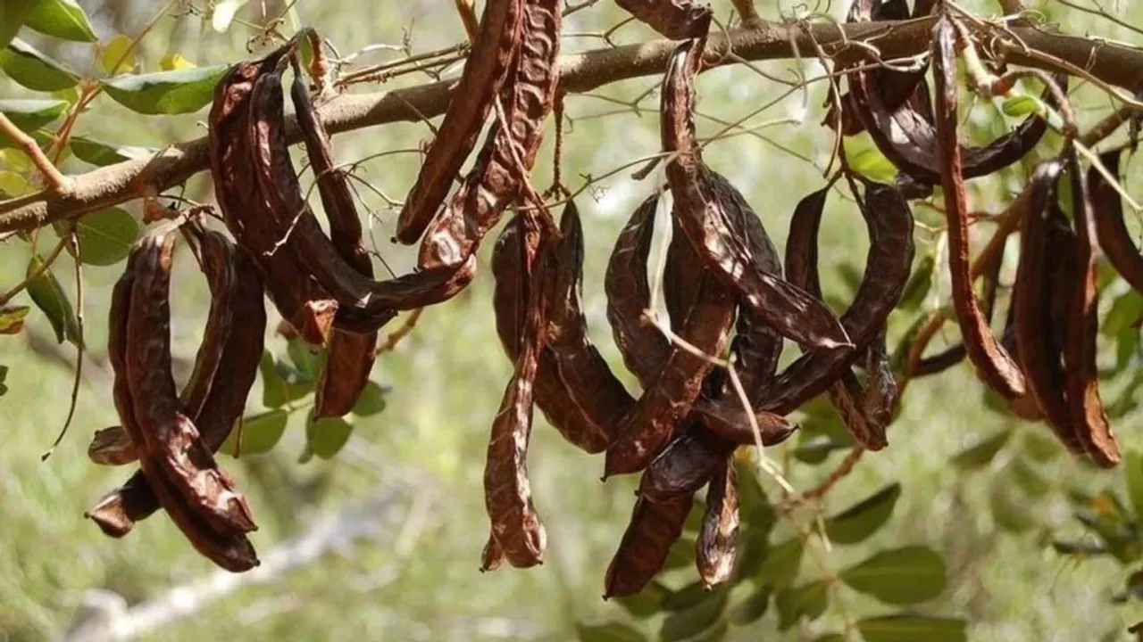 Binboğa, harnup taban alım fiyatını kilo başına 20 TL olarak belirledi